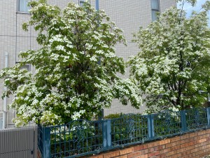 花木　ヤマボウシ